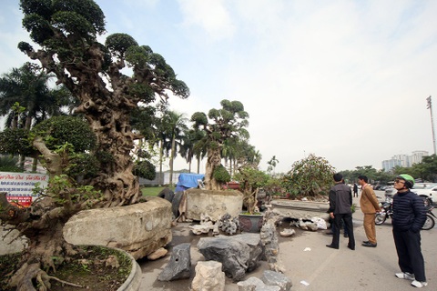 Cận cảnh cặp cây duối cổ được trả giá 15 tỷ đồng