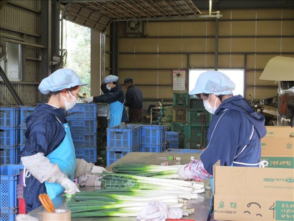 Nhật Bản tiếp tục hỗ trợ thực tập sinh nước ngoài - 1 Nhật Bản tiếp tục hỗ trợ thực tập sinh nước ngoài - 1