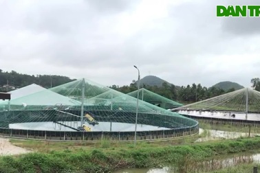 Mất hơn 500 triệu đồng sau đợt mưa "hiếm thấy"