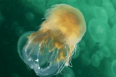 Không có não, bơi chậm hơn rùa, tại sao sứa vẫn là sinh vật thành công bậc nhất?