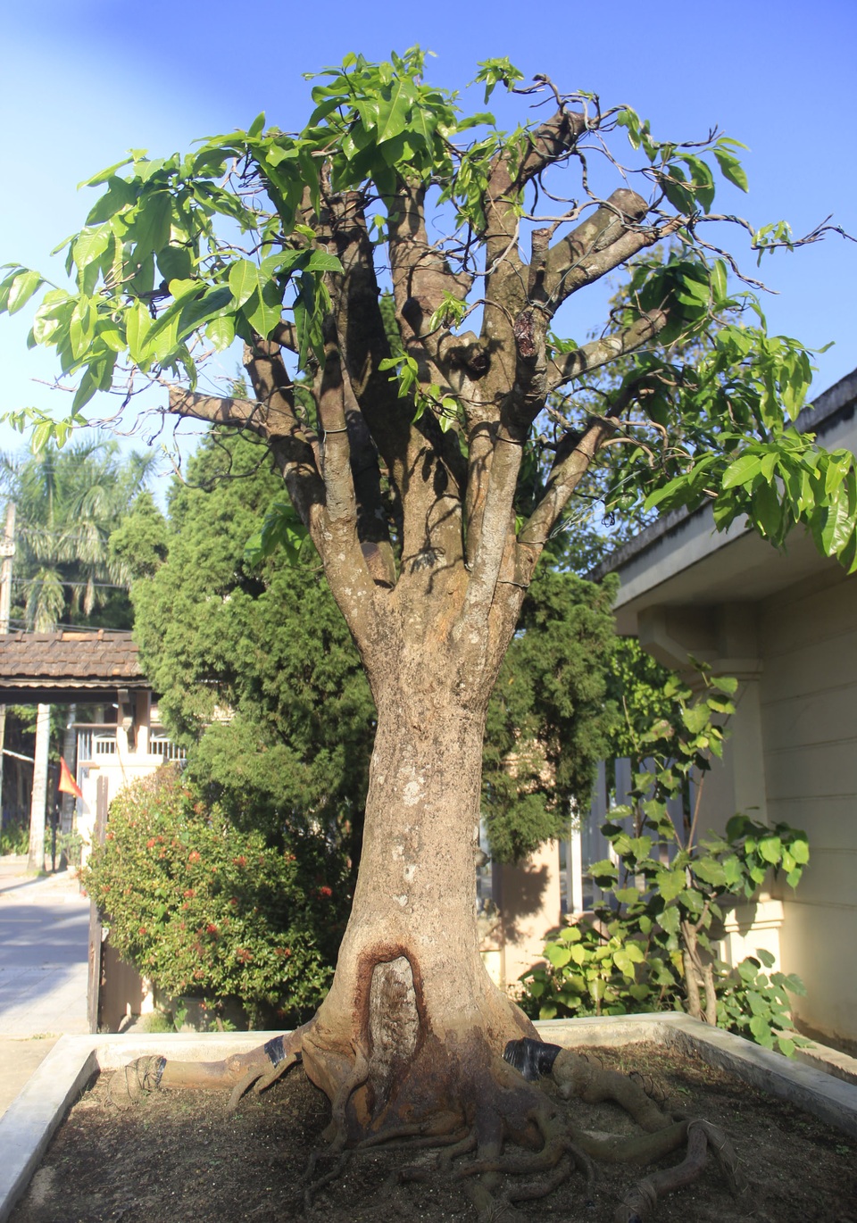 Cận cảnh “cụ” mai hơn 100 tuổi giá 2,4 tỷ đồng - 10 Cận cảnh “cụ” mai hơn 100 tuổi giá 2,4 tỷ đồng - 10