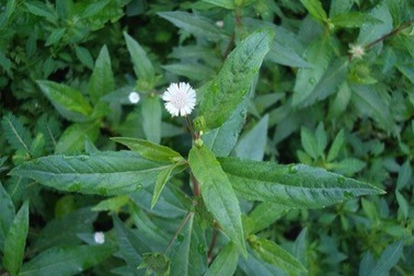 Cỏ mực - thảo dược lương huyết có trong Ô Mộc Khang giúp “chặn đứng” tóc bạc sớm