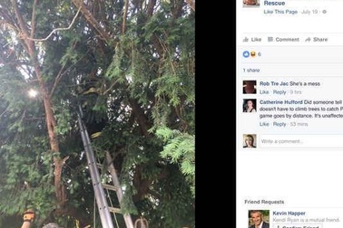 Bị mắc kẹt trên cây vì tìm bắt Pokemon trong nghĩa trang