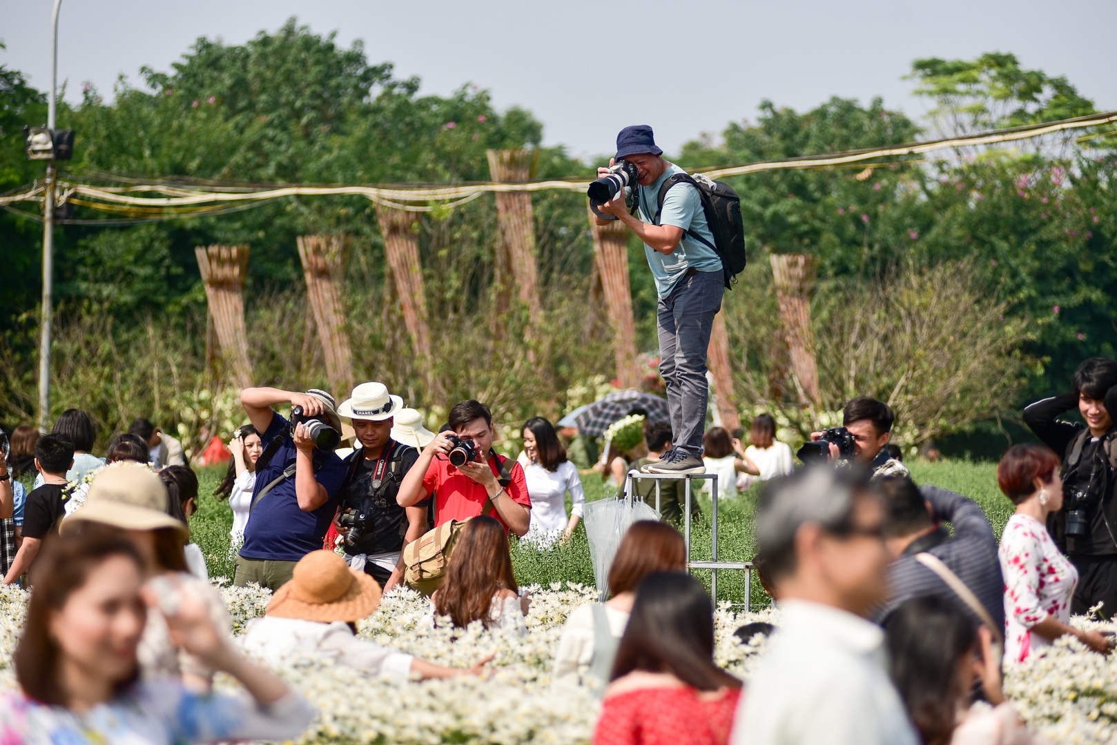 Nhọc nhằn chụp ảnh cùng cúc hoạ mi đầu mùa