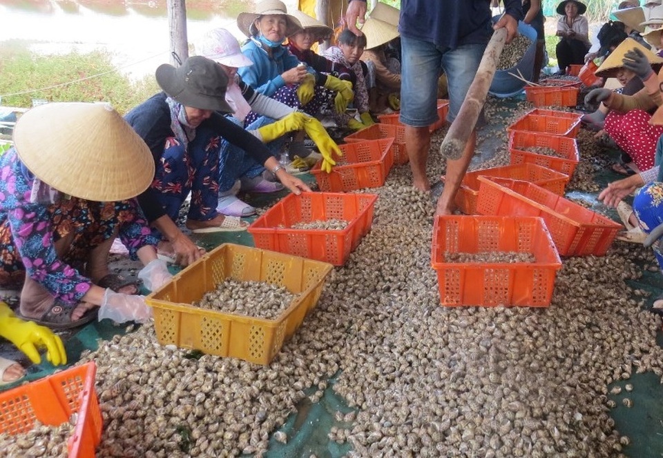Khánh Hòa: Sau nhiều tháng “lao dốc”, giá ốc hương bất ngờ bật tăng trở lại - 1 Khánh Hòa: Sau nhiều tháng “lao dốc”, giá ốc hương bất ngờ bật tăng trở lại - 1