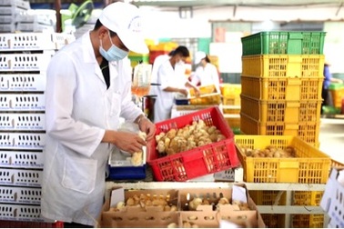 Câu chuyện về người nâng tầm cho giống gà bản địa Việt Nam