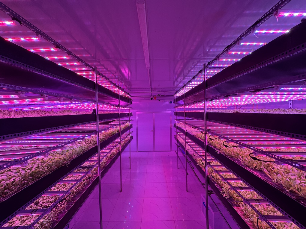 Havy Indoor Farm mang rau sạch từ nông trại đến bàn ăn - 3 Havy Indoor Farm mang rau sạch từ nông trại đến bàn ăn - 3