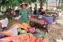 Chính quyền "nhờ" mạng xã hội giải cứu dưa cho nông dân