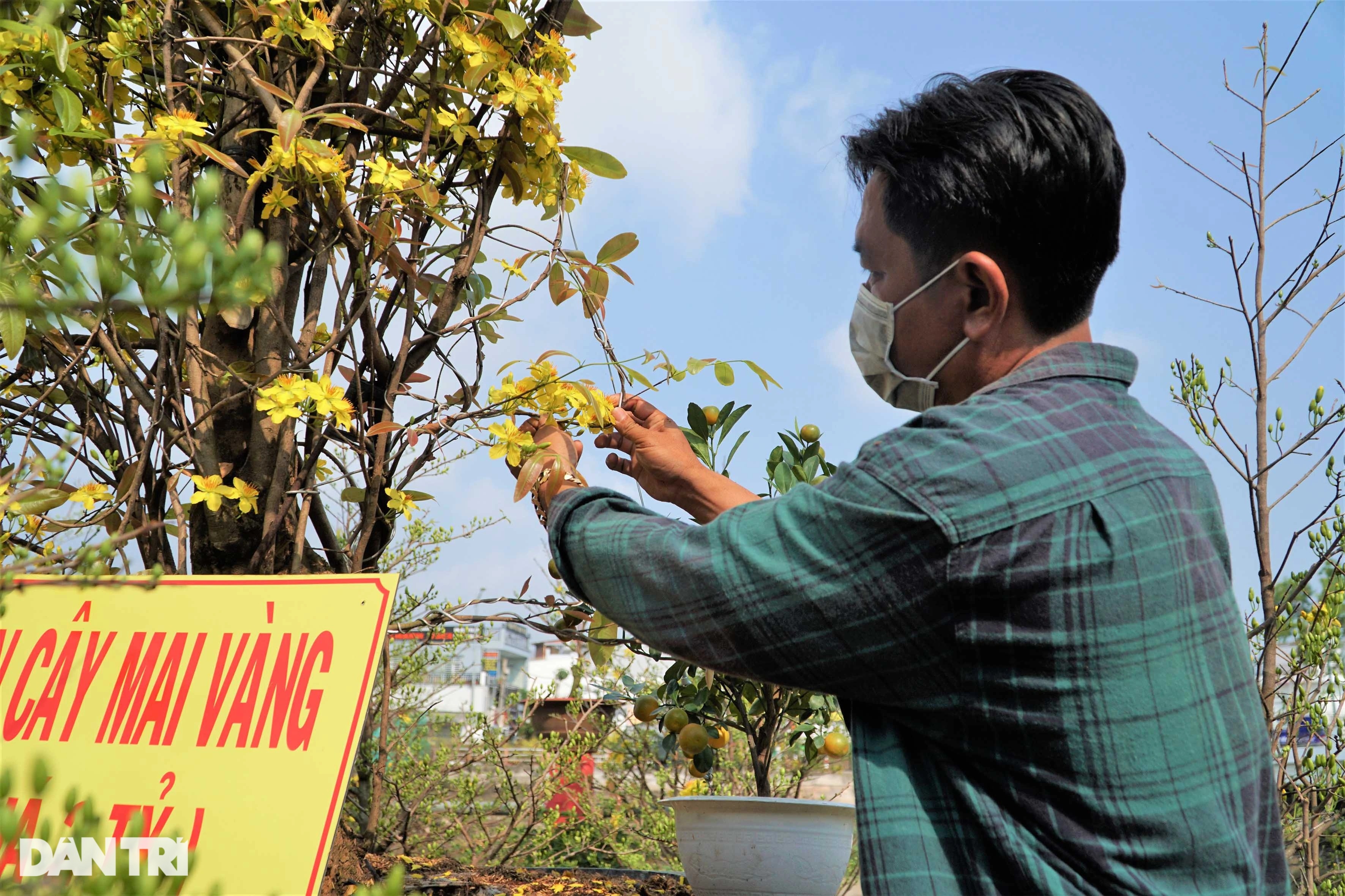 Cây mai xù có hình chữ S giá 2 tỷ đồng gây xôn xao - 5
