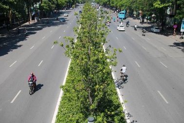 Hà Nội đánh chuyển toàn bộ hàng cây phong lá đỏ để... tránh nắng