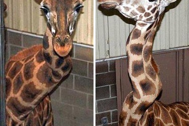 Con hươu với cái cổ khoằm