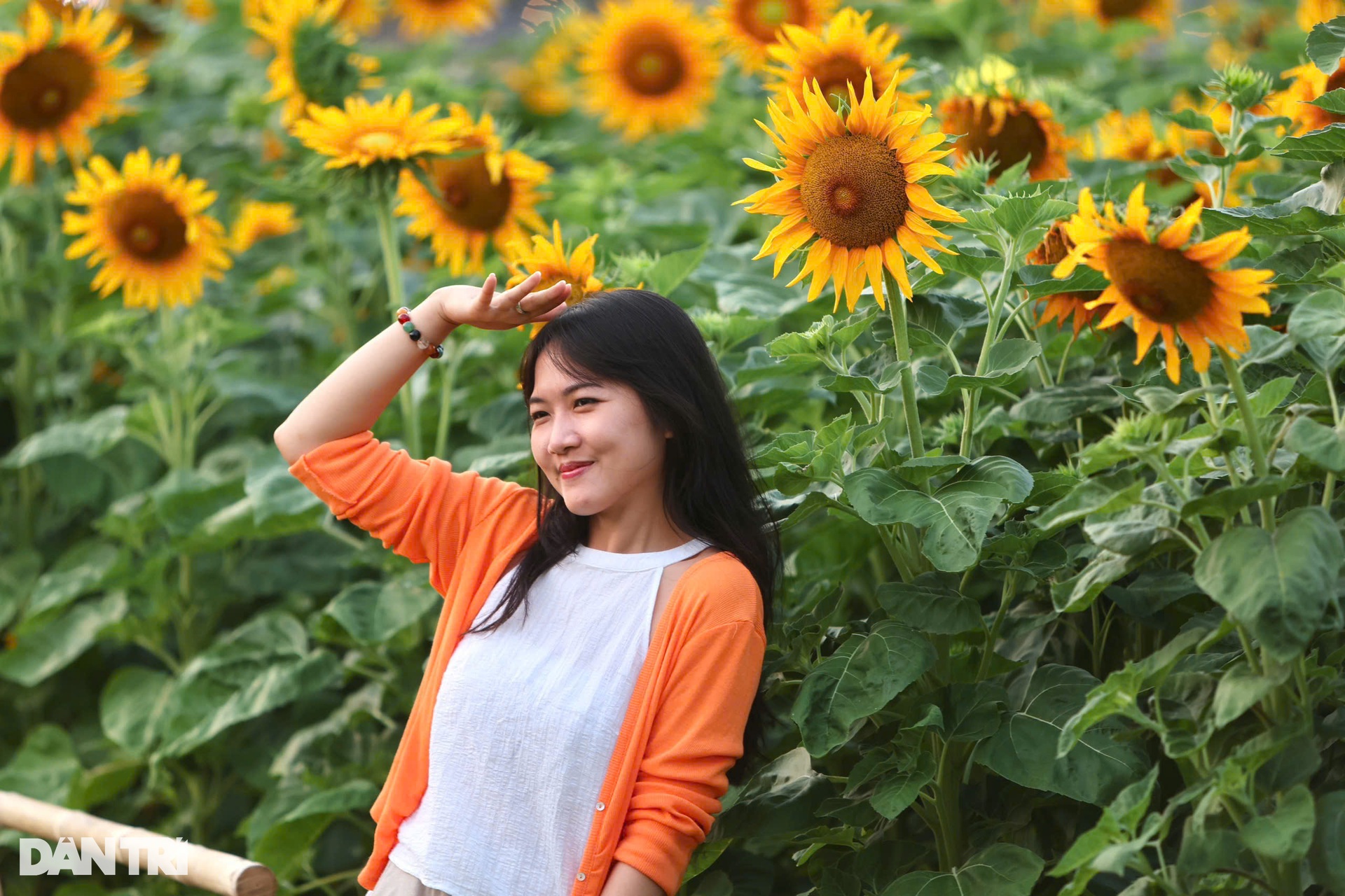 Giới trẻ thích thú với cánh đồng hoa hướng dương ven sông Sài Gòn - 6 Giới trẻ thích thú với cánh đồng hoa hướng dương ven sông Sài Gòn - 6