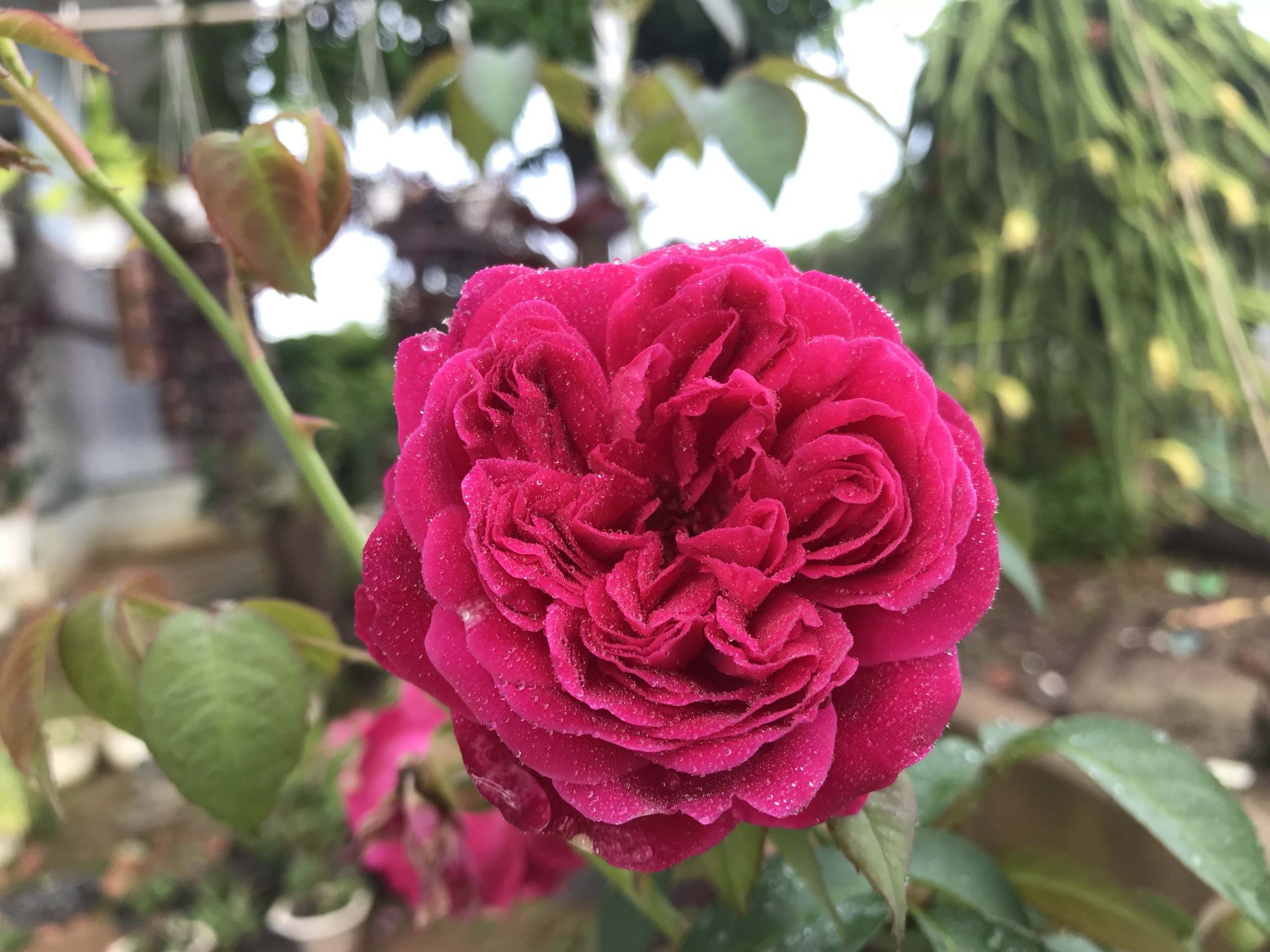 Gia đình Đắk Lắk làm vườn trái cây rộng 500m2 cho các con ăn thỏa thích - 16 Gia đình Đắk Lắk làm vườn trái cây rộng 500m2 cho các con ăn thỏa thích - 16