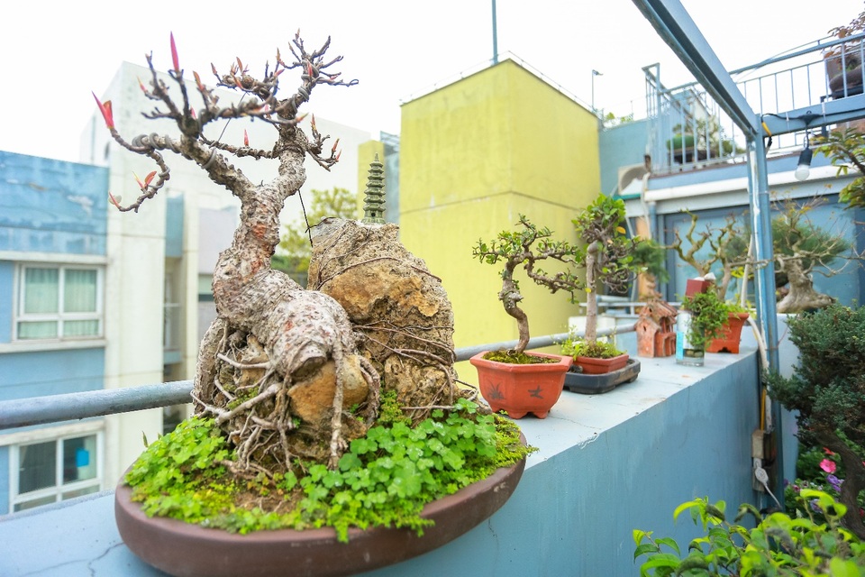 Choáng ngợp căn penthouse với sân vườn ngập cây xanh của doanh nhân Hà Nội - 9 Choáng ngợp căn penthouse với sân vườn ngập cây xanh của doanh nhân Hà Nội - 9