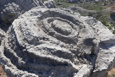 Quảng Ngãi: San hô hóa thạch tuyệt đẹp nằm lăn lóc trong bãi phế thải