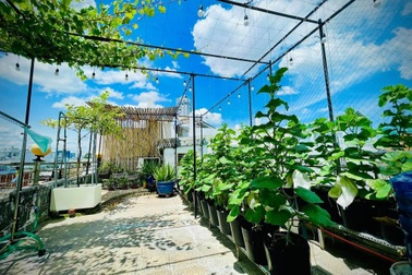 Làm vườn sân thượng giữa mùa dịch, mẹ đảm Sài Gòn có rau trái ăn cả ngày