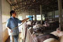 Nam Định: Lão nông kiếm hàng trăm triệu đồng từ nuôi lợn bằng thảo dược