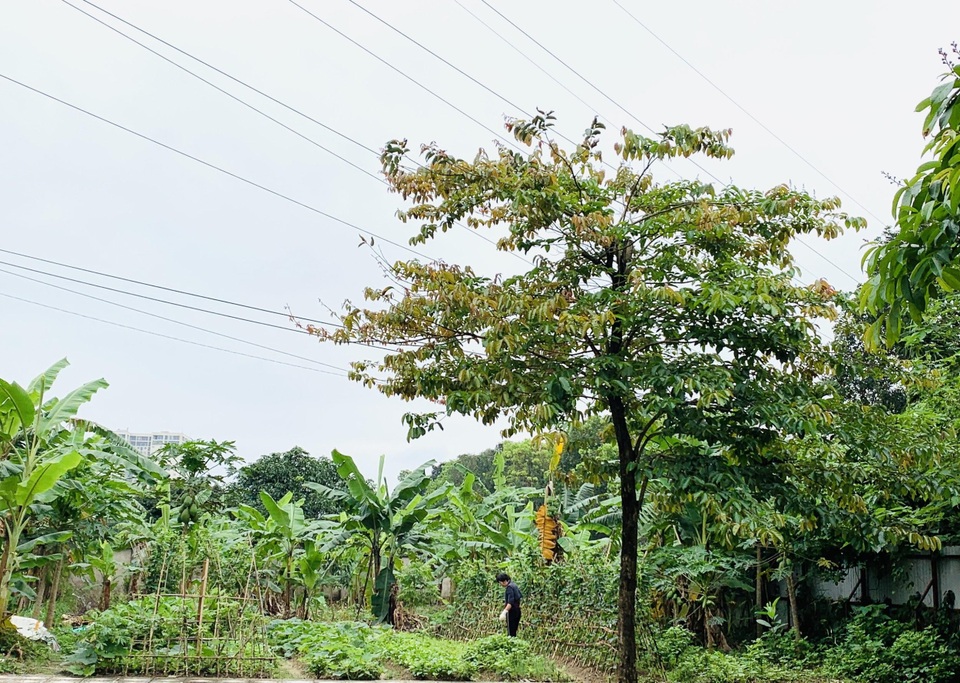 Biệt thự đẹp như trời Âu, bên trong toàn gỗ cao cấp của gia đình ở Hà Nội - 13