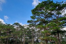 Thủ tướng yêu cầu nghiên cứu hệ thống đăng ký quốc gia về tín chỉ carbon