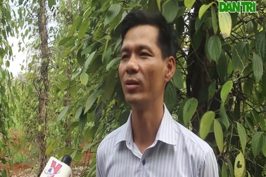 Người dân lao đao trước tình trạng hàng trăm ha tiêu chết vì khô hạn.