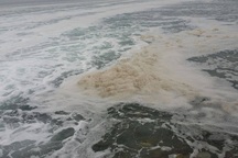 Vụ cá chết hàng loạt ở vùng biển Vũng Áng: Do ngộ độc nước thải