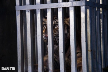 Về Phong Nha - Kẻ Bàng, 7 con hổ sẽ thoát cảnh "gầm trong cũi sắt"