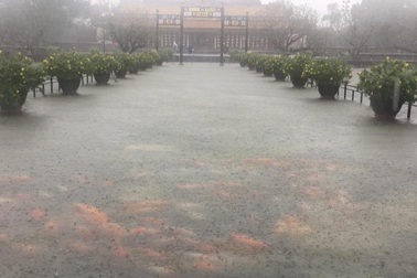 Hàng trăm con cá cảnh ở Hoàng Cung Huế... lên cầu bơi lội!