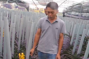 Trồng lan Mokara cắt cành, thu lãi 30 triệu đồng mỗi tháng