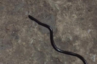 Rắn giun có hình dáng giống giun đất, nhưng tốc độ di chuyển nhanh hơn