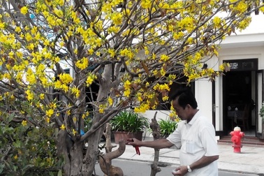 Người trồng mai phương Nam canh cánh lo cái rét Hà Nội