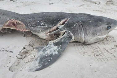 Cặp cá voi sát thủ giết hại 17 con cá mập chỉ trong một ngày