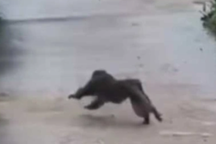 Khỉ hung hãn tấn công 3 người bị thương, cắn chết 4 con chó