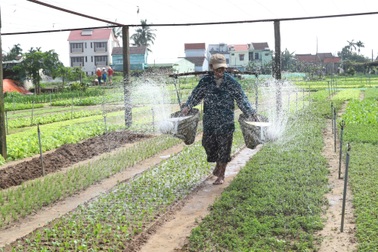 Khám phá những làng quê xứ Quảng yên bình, thơ mộng khi hè về