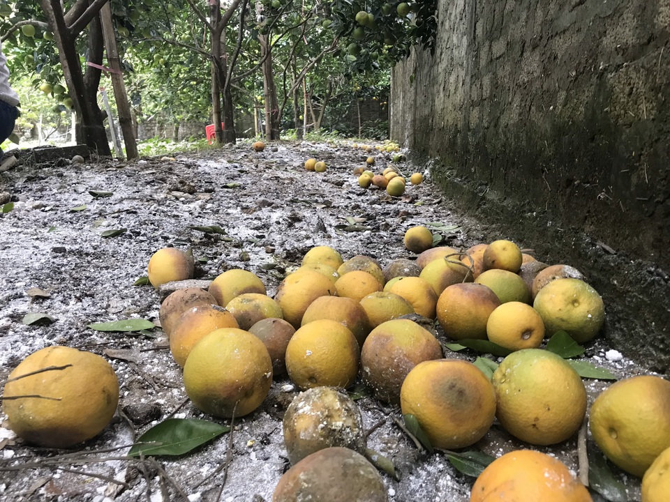 Nuốt nước mắt nhìn cam đặc sản nức tiếng rụng dần - 10 Nuốt nước mắt nhìn cam đặc sản nức tiếng rụng dần - 10