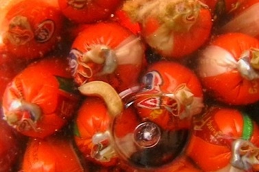 Tiêu hủy xúc xích có dòi