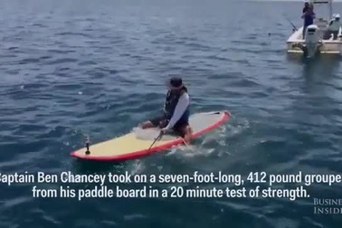 Bất ngờ câu được cá mú "khủng", nặng 186kg