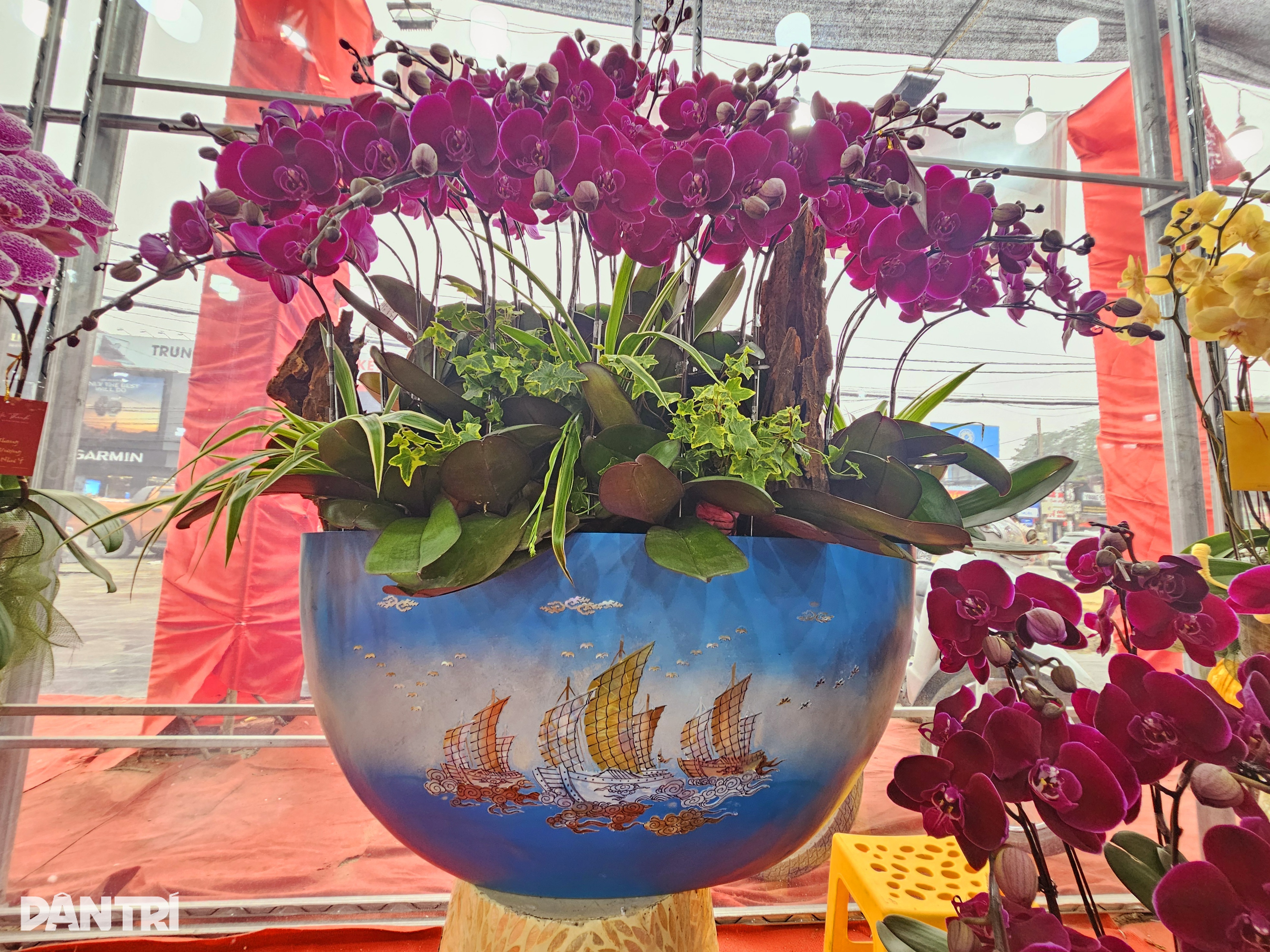 मोती के आकार के ड्रैगन के आकार के गमले में उगाया गया अनोखा फेलेनोप्सिस ऑर्किड - 9 Độc đáo lan hồ điệp trồng trong chậu khảm trai hình rồng - 9