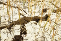 Cận cảnh những cánh đồng lúa cháy khô vì hạn hán