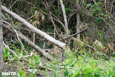 Lợi dụng dịch Covid-19, dân chiếm đất rừng để trồng cây, khai thác gỗ lậu