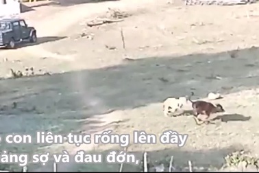 Hổ xông vào làng để bắt bò của người dân và cái kết ít ai ngờ đến