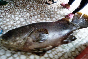 Ngư dân Phú Quốc bắt được cá mú "khủng" 55 kg