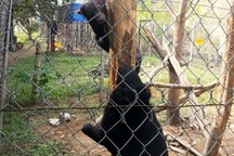 Chuyển giao Gấu ngựa cho Trung tâm cứu hộ động vật hoang dã