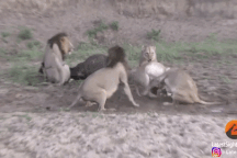 Bị bầy sư tử quật ngã nằm chờ chết và cái kết may mắn khó ngờ của trâu rừng