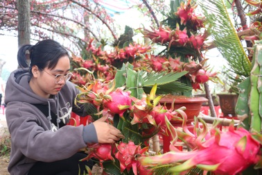Chậu cảnh thanh long dáng rồng cuộn vừa "chào Tết" đã đắt khách