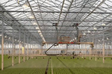 Ấn tượng trang trại cà tím tự động hóa, tiết kiệm nước thu năng suất cao