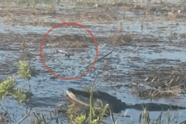 Clip: Khoảnh khắc cá sấu... bốc khói sau khi ngoạm máy bay drone