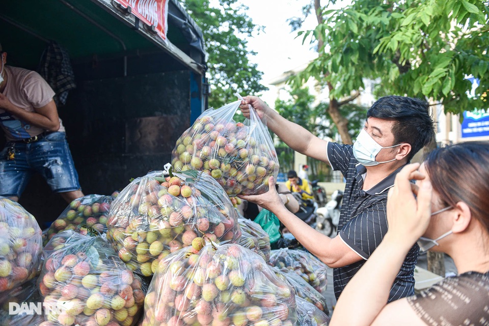 Người Hà Nội đội nắng nóng đi mua vải thiều Bắc Giang - 6 Người Hà Nội đội nắng nóng đi mua vải thiều Bắc Giang - 6