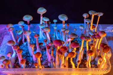 Hợp chất “nấm ma thuật” có thể thay thế thuốc điều trị trầm cảm