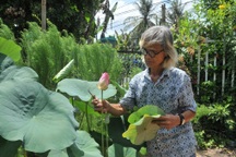 Đồng Tháp sắp công diễn 200 món ăn chế biến từ sen