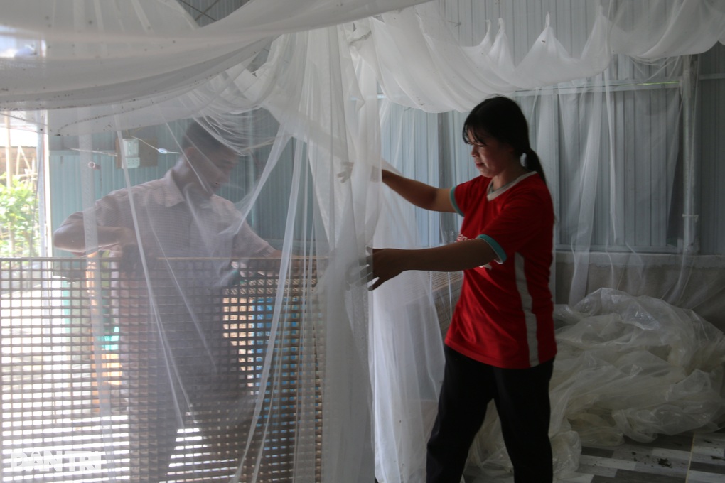 Using mosquito nets to raise silkworms, farmers freely earn millions of dollars every day - 4